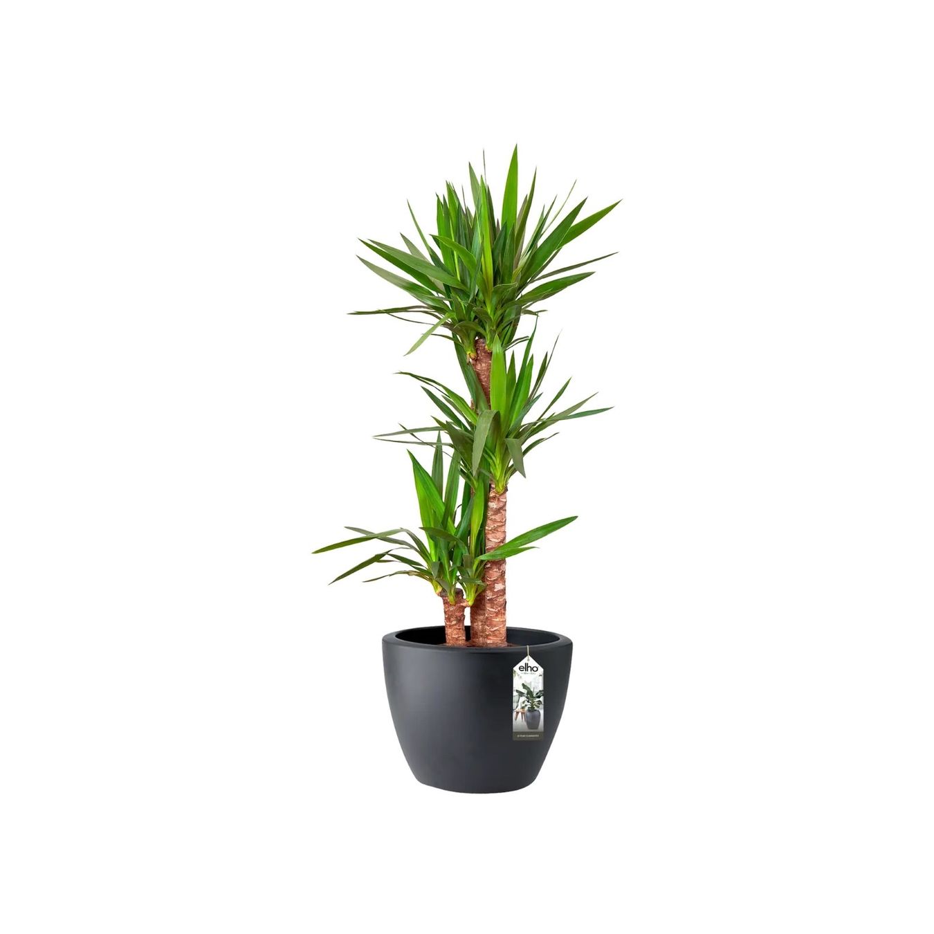 Vasi per fiori: Flower Pots - Elho Different Sizes and Colors – Nuovo (secondo la descrizione) da Elsau venduto da MANWITHVAN 6