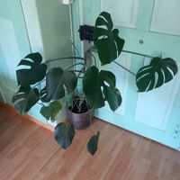 Monstera Pflanze mit gold/braun Topf 