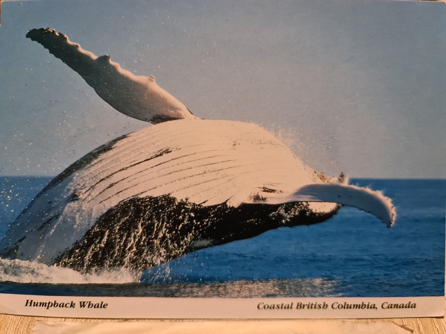 Cartoline postali: Ansichtskarte Orka British Columbia – Usato da Dintikon venduto da Vexi
