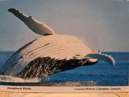Ansichtskarte Orka British Columbia
