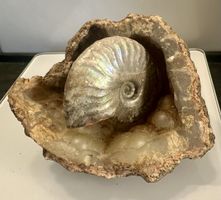 Ammonit in Geode versteinerter Meeresbewohner Fundstück✨