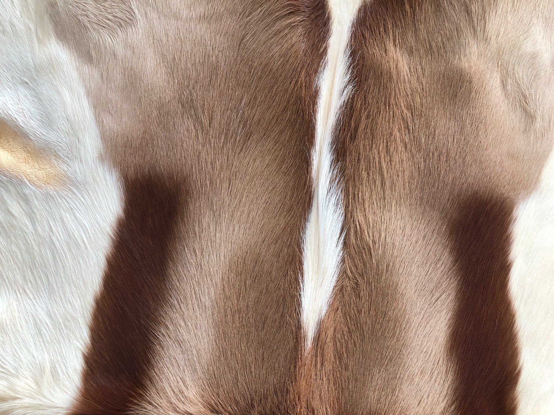 Il mondo degli animali: Springbock-Fell 96 x 56 cm – Nuovo (secondo la descrizione) da Balzers venduto da Bastlerherz 1