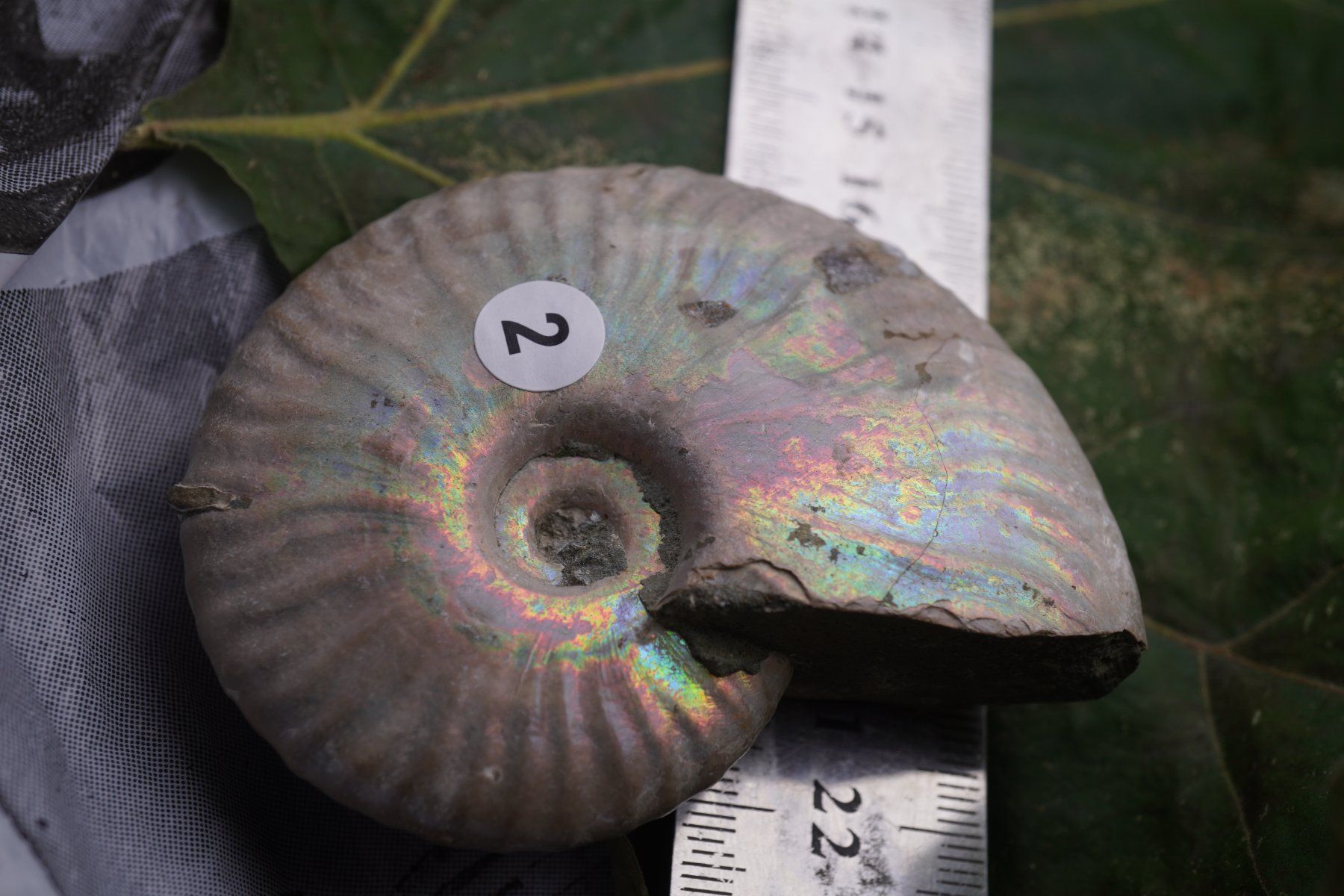 Minéraux & Lithothérapie: Ammonit  Opalisiert   Wunderschön  ca  75mm – Neuf avec emballage d'origine à Eschenbach SG par topstone 1