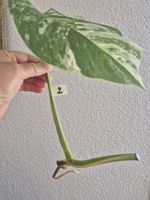 Monstera Ableger Variegata - Seltene Schönheit für Zuhause