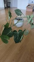 Philodendron Gloriosum in mineralischem Substrat 