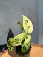 Monstera Adansonii Archipelago