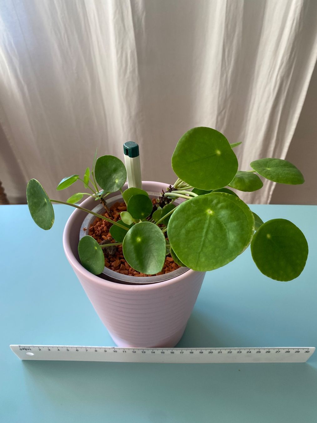 Pflanzen & Samen: Dollar-Pflanze/ Geldbaum/ Pilea mit Nachwuchs – Neu (gemäss Beschreibung) aus Zürich von echt01 2