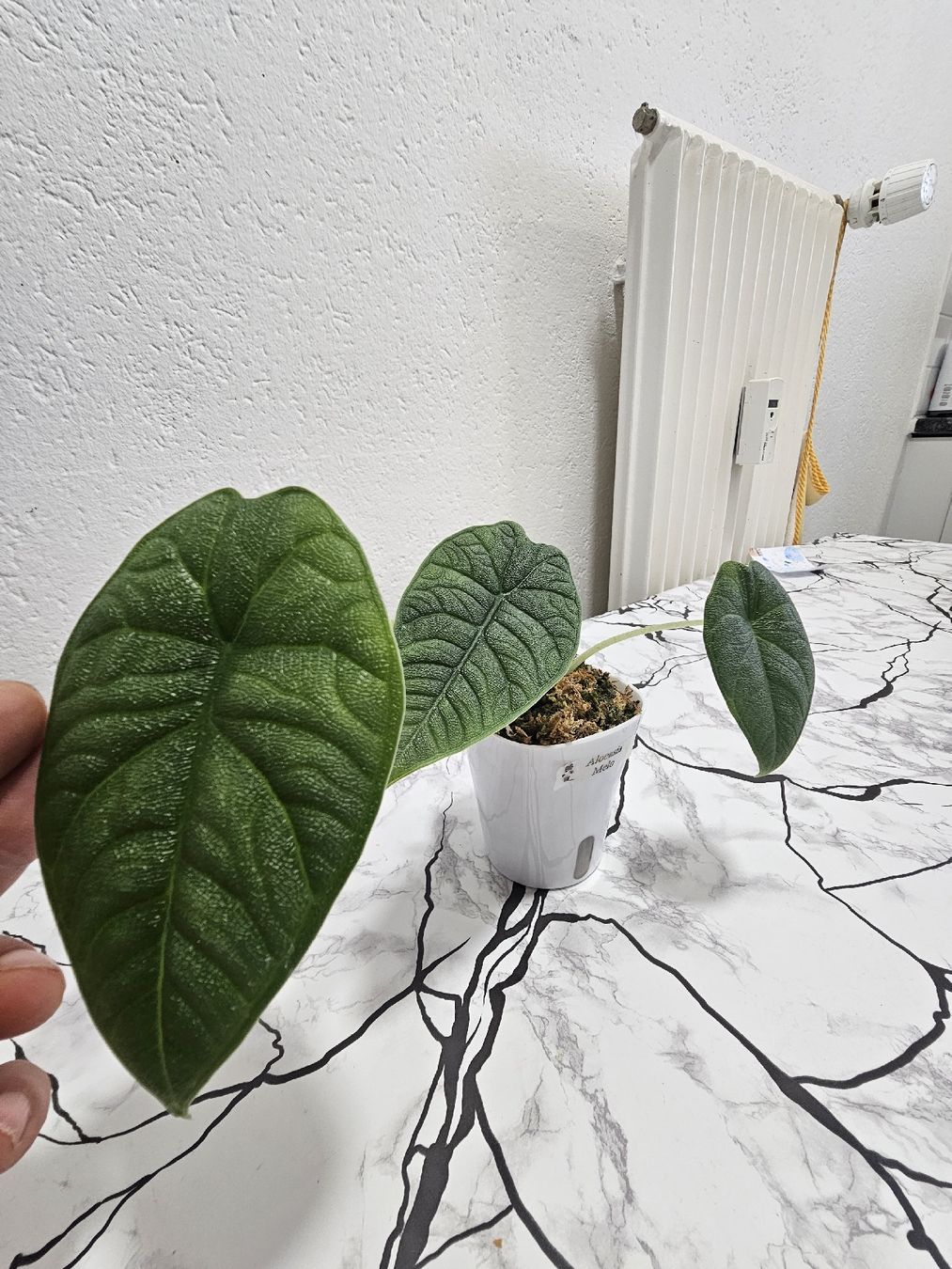 Pflanzen & Samen: Alocasia Melo – Neu (gemäss Beschreibung) aus Utzenstorf von Dac_mk