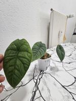 Alocasia Melo