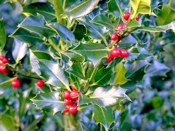 Piante & sementi: Houx 'Alaska'   (2 plants) – Nuovo (secondo la descrizione) da Bremblens venduto da FIBONACCI369 4