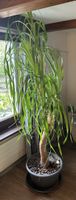Elefantenfuß Elefantenfuss Beaucarnea recurvata Baum Pflanze
