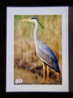 MIGROS MANIA Nature Detectives Nr. 80