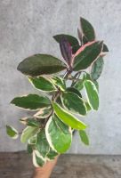 Hoya carnosa Floraganza Flamingo Dream