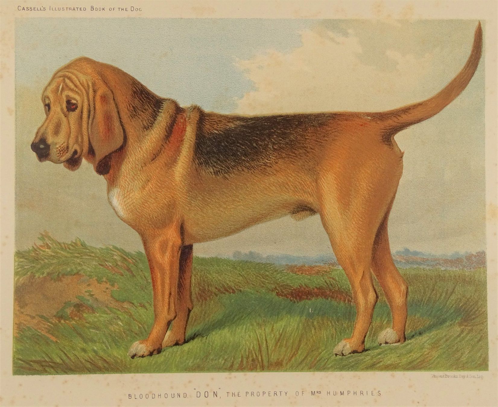 Incisioni: BLOODHOUND, BLUTHUND, FARBLITHOGRAPHIE 1881 – Usato da Grüningen venduto da Kartensammler