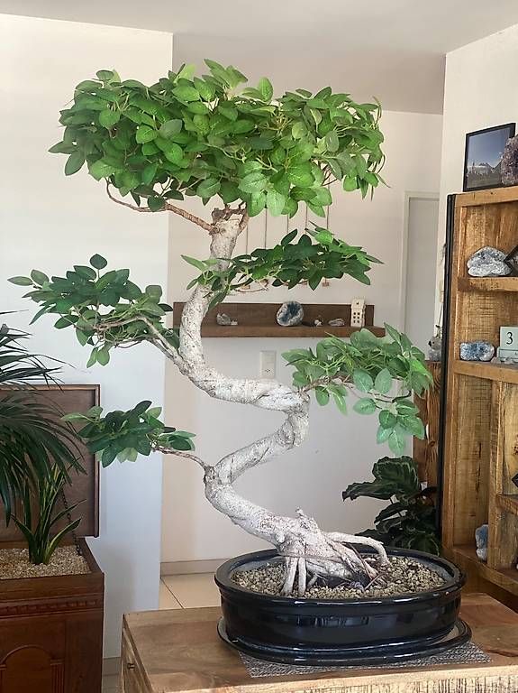 Piante & sementi: Imposanter Ficus - einzigartiger Blickfang  – Usato da Aarau Rohr venduto da Sergiomendez