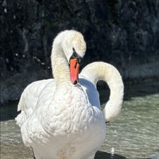 Profile image of Genf_Auction