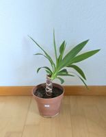 Yucca Palme Setzling ca. 31 cm hoch (Nr. 1)