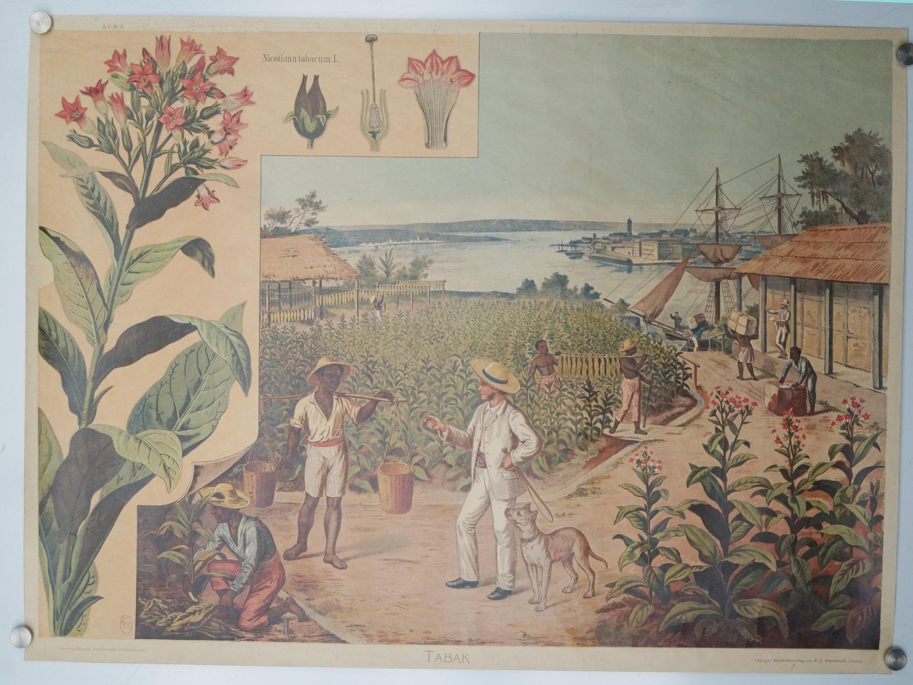 Foto & Immagini: Historisches Schulwandbild  – Tabak Tabakernte – Usato da Härkingen venduto da sammelbecken 1