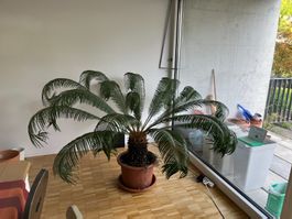 Cycas Revoluta / Sagopalmfarn - ca 17 Jahre alt