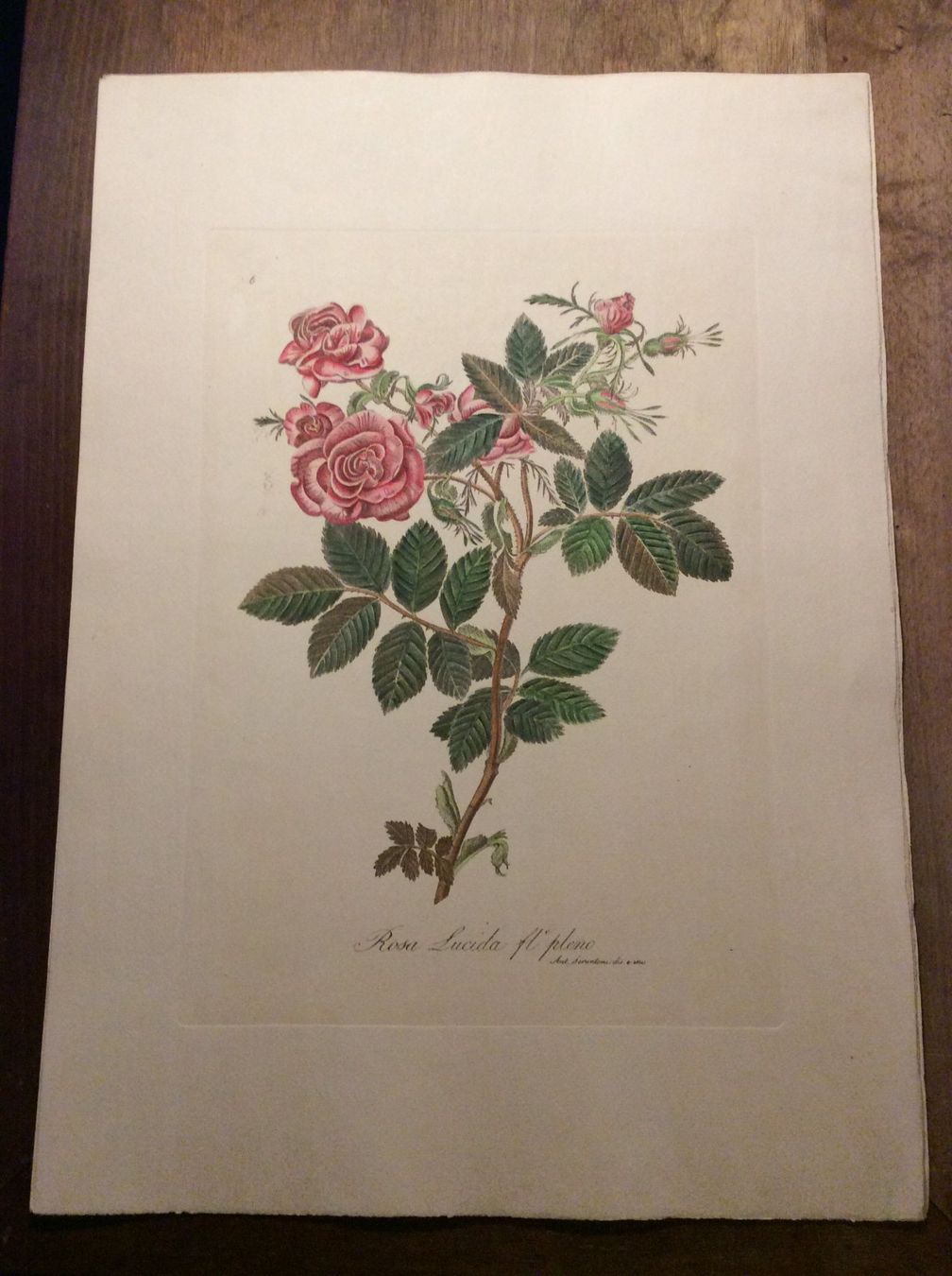 Grafica & Litografie: Planche Ant. Serantoni dis. e inc – Usato da Genève venduto da edelweiss1900