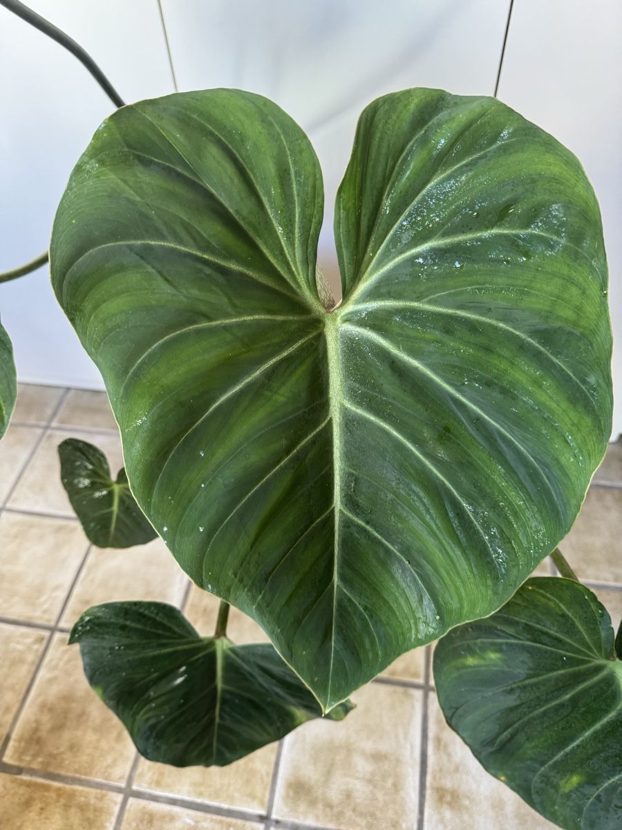 Piante & sementi: Philodendron Gloriosum  – Usato da Sugiez venduto da fabandy16 3