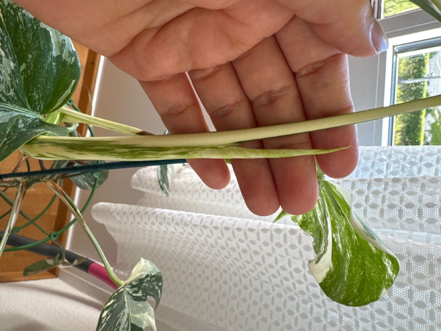 Plantes & graines: Monstera variegata – D'occasion à Worblaufen par mar_tfk8 5
