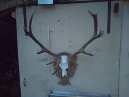 Grosses Hirschgeweih