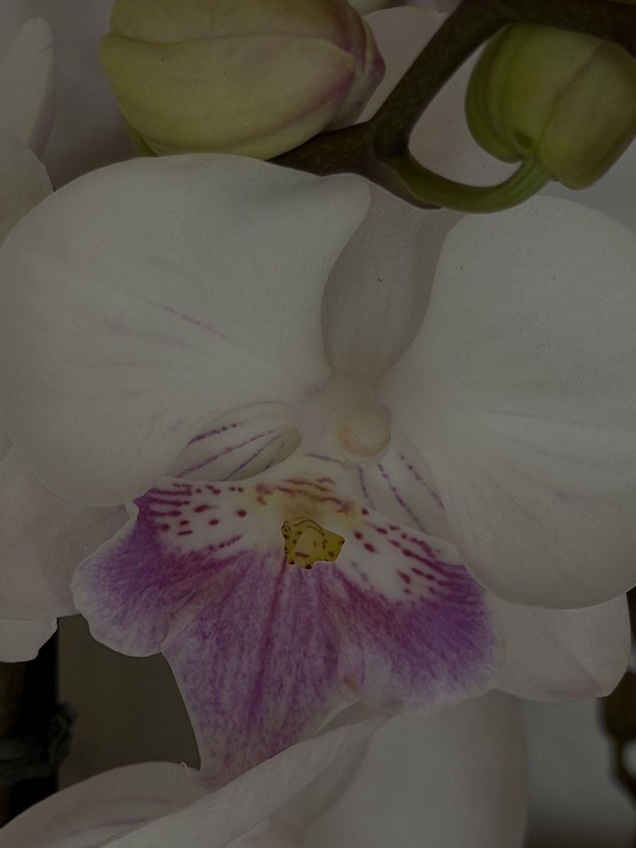 Piante & sementi: 14 Orchideen im Korb Topf – Nuovo e nell'imballaggio originale da Küsnacht ZH venduto da lyd_8mmf 3