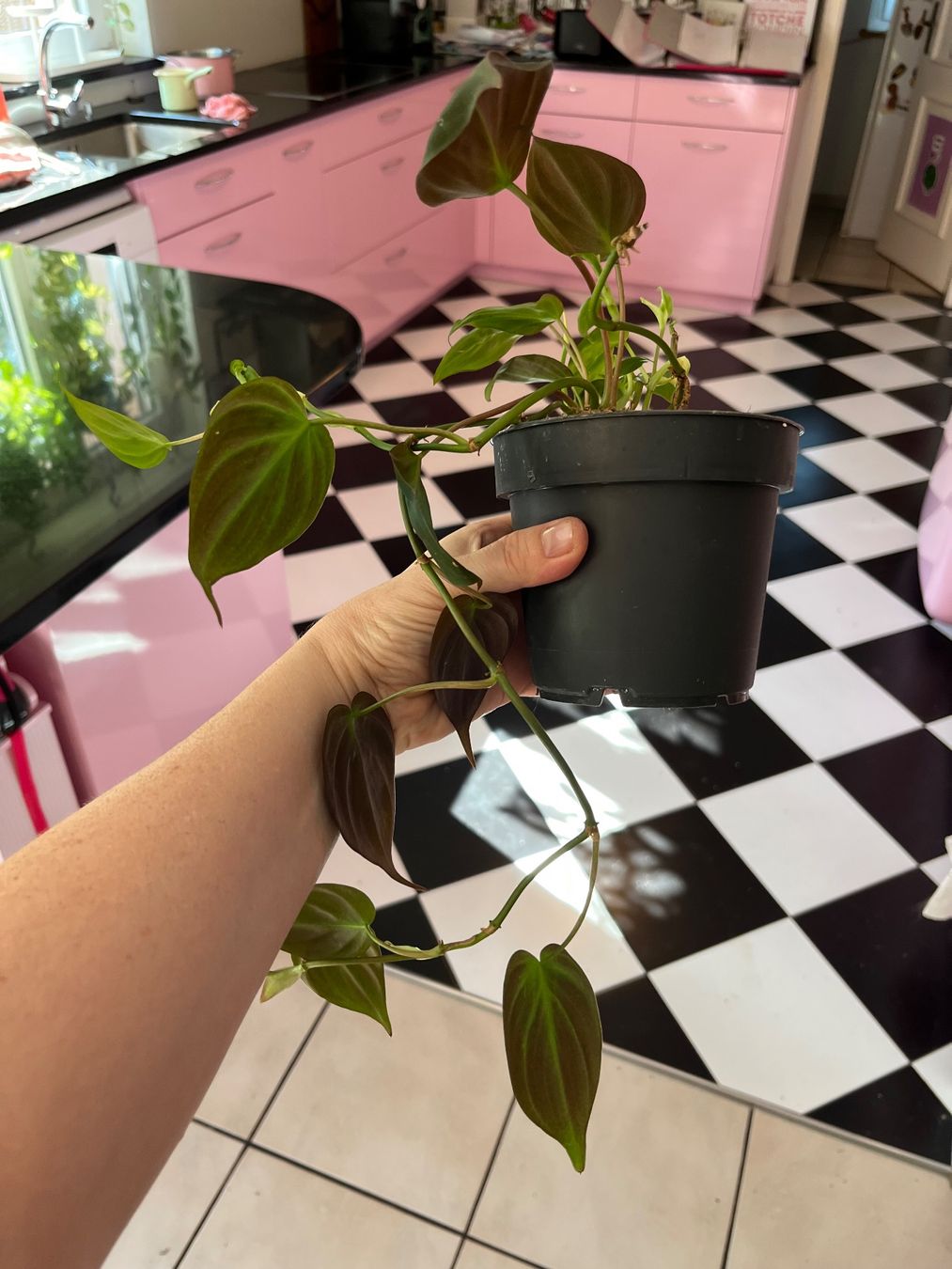 Piante & sementi: Philodendron scandens micans plante d’intérieur – Usato da Porrentruy venduto da Madamebovary 3