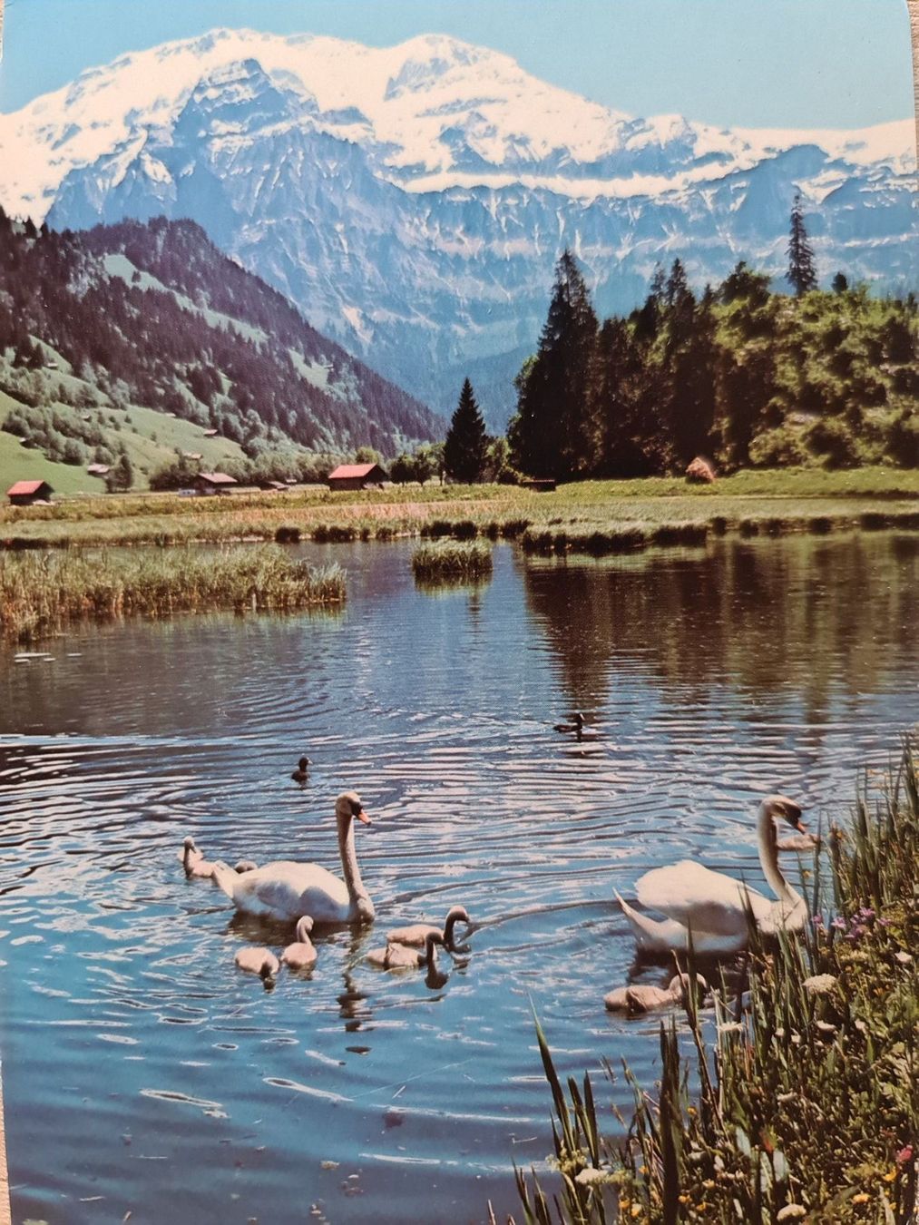 Cartoline postali: Ansichtskarte Lenk 1973 – Usato da Dintikon venduto da Vexi