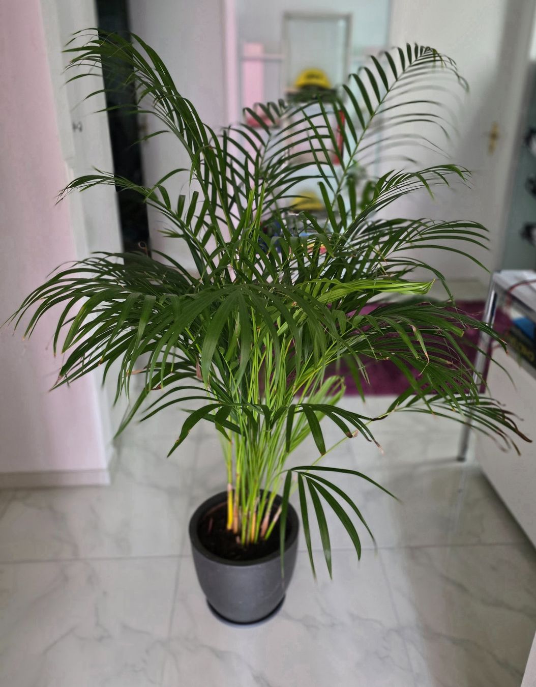 Plantes & graines: Goldfruchtpalme Zimmerpalme – D'occasion à Aarburg par Glitzerschein 3