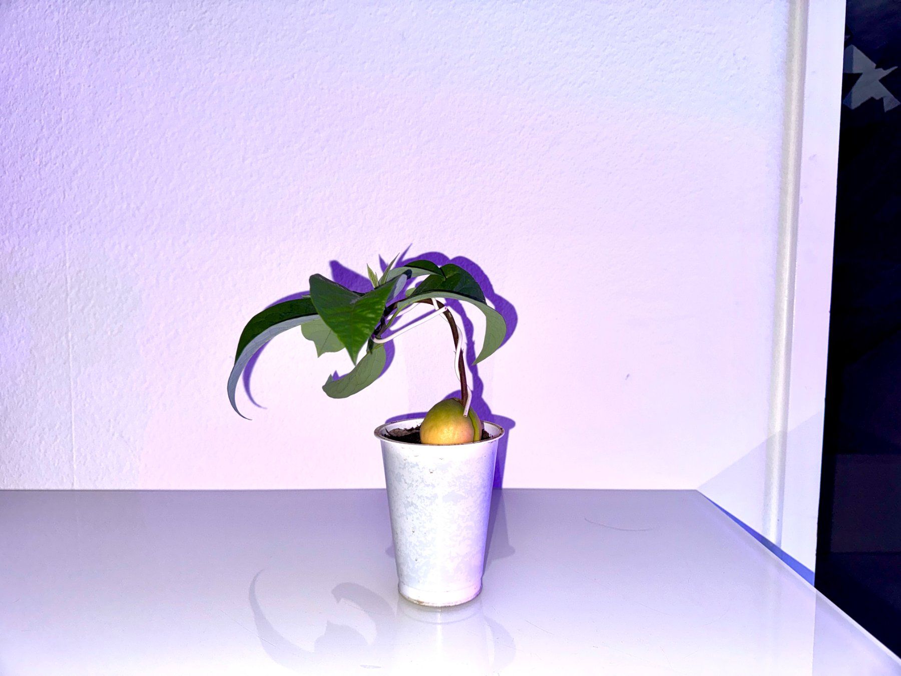 Plantes & graines: Avocado Baum, Bonsai – D'occasion à Schlieren par Edgar_k