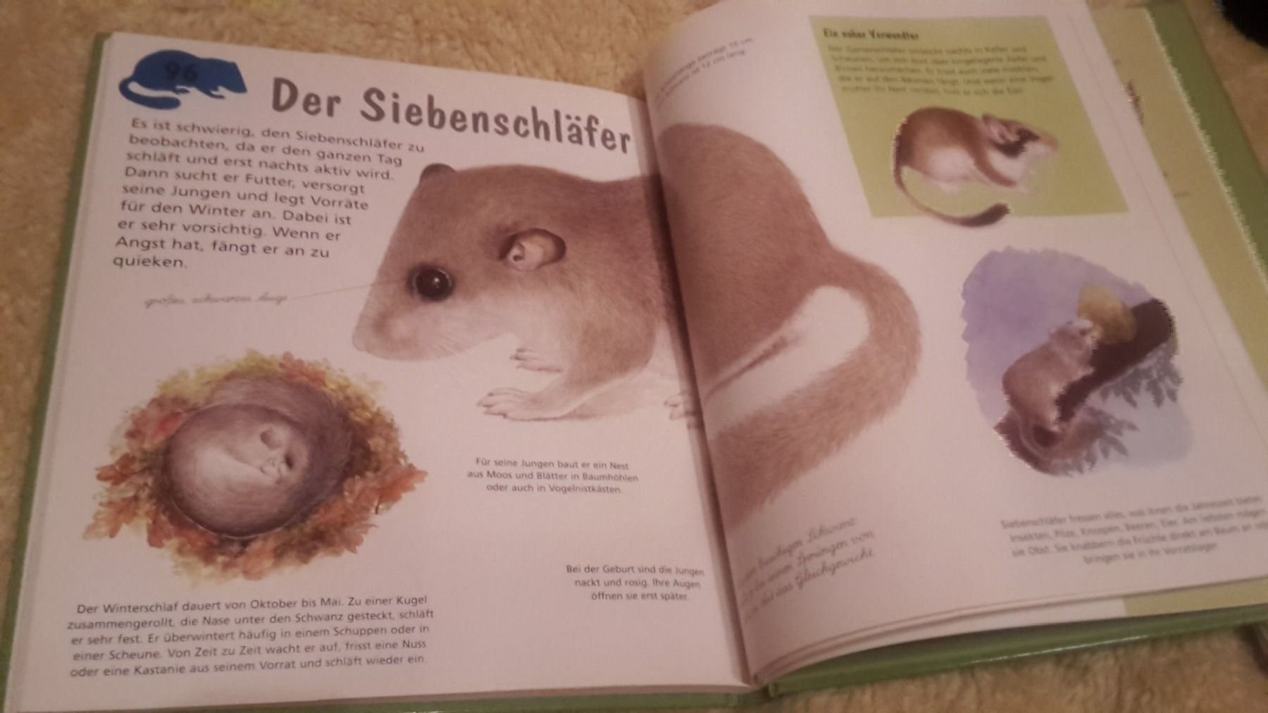 Libri: Tierbuch A-Z – Nuovo (secondo la descrizione) da Schwarzenburg venduto da Flamingo07 2