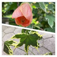 Abutilon (Schönmalve) 'SOUVENIR DE BONN‚panaschiert