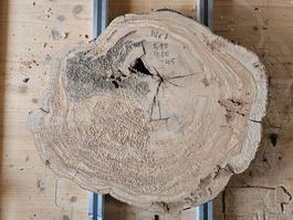 Baumscheibe Kirschbaum Holz