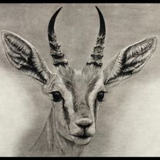 Profile image of Gazelle8