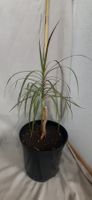 Dracaena Ableger ca. 70cm gross, 2,5 Jahre alt, im Topf