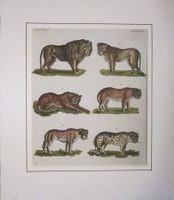 Löwen und Tiger Kupferstich 1802