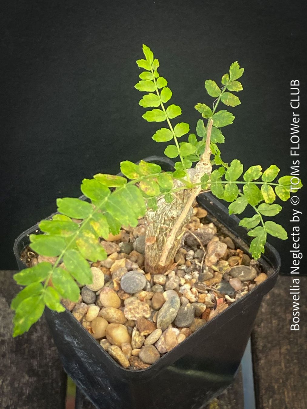 Piante & sementi: Boswellia Neglecta - Schwarzer Weihrauchbaum – Nuovo e nell'imballaggio originale da Adliswil venduto da astom369 4