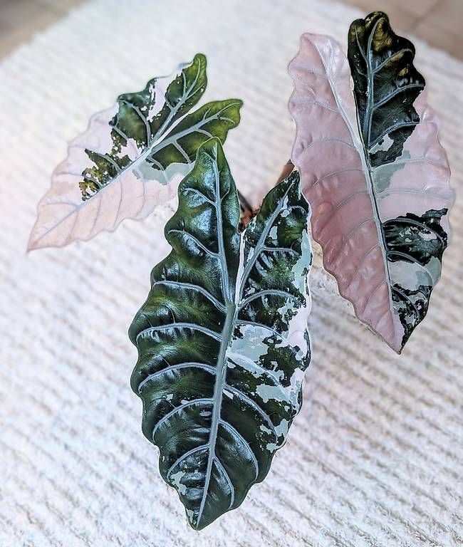 Pflanzen & Samen: Alocasia Chantrieri Pink Variegata – Neu (gemäss Beschreibung) aus Faulensee von plantmama 3