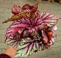 BEGONIA WHITE ICE D: 30 cm, seltene, im Dekotopf