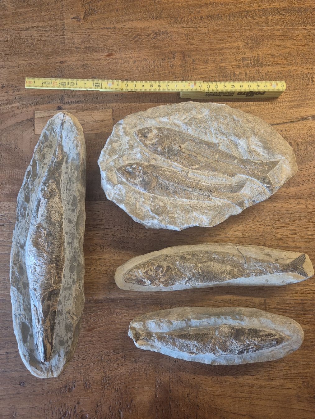 Fossiles: Fossilien Brasilien – D'occasion à Rieden AG par Hema55