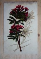 Rote Blume, im Hintergrund Edelweiss, 15.IX.09