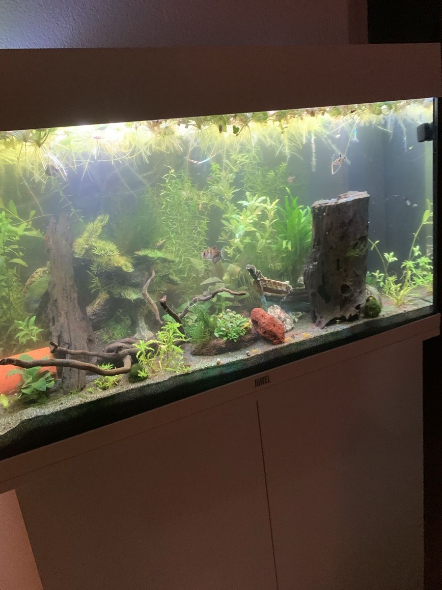 Juwel Aquarium: Juwel Rio 125 Liter Aquarium – D'occasion à Bilten par giudy 2