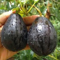 Avocatier MEXICOLA ( 10 boutures) rustique -8