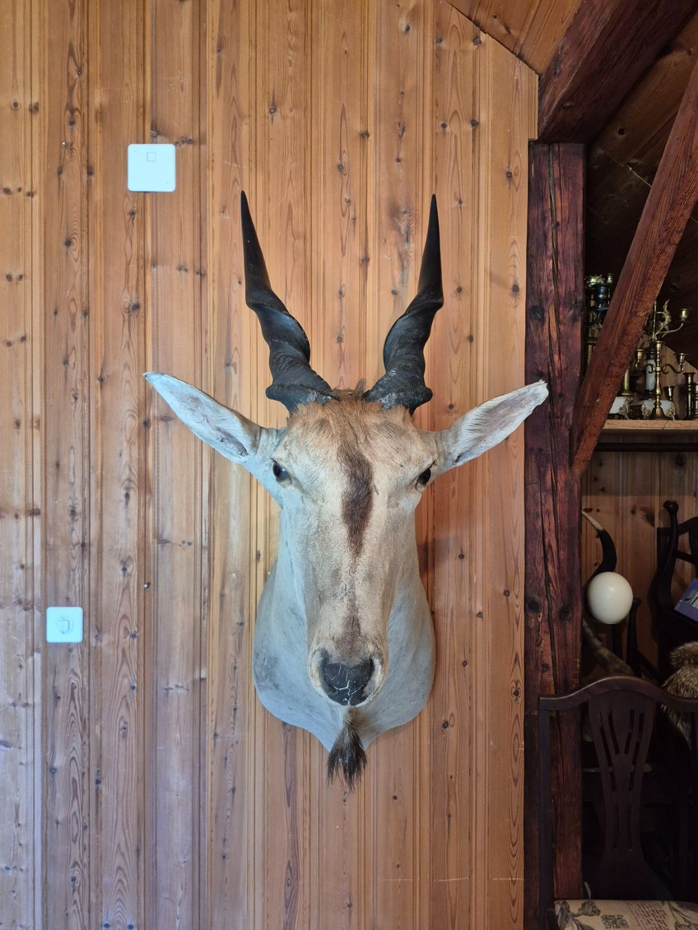 Il mondo degli animali: Trophée chasse éland du Cap / Elenantilope Jagdtrophäe – Usato da Treyvaux venduto da Kbh2000 3