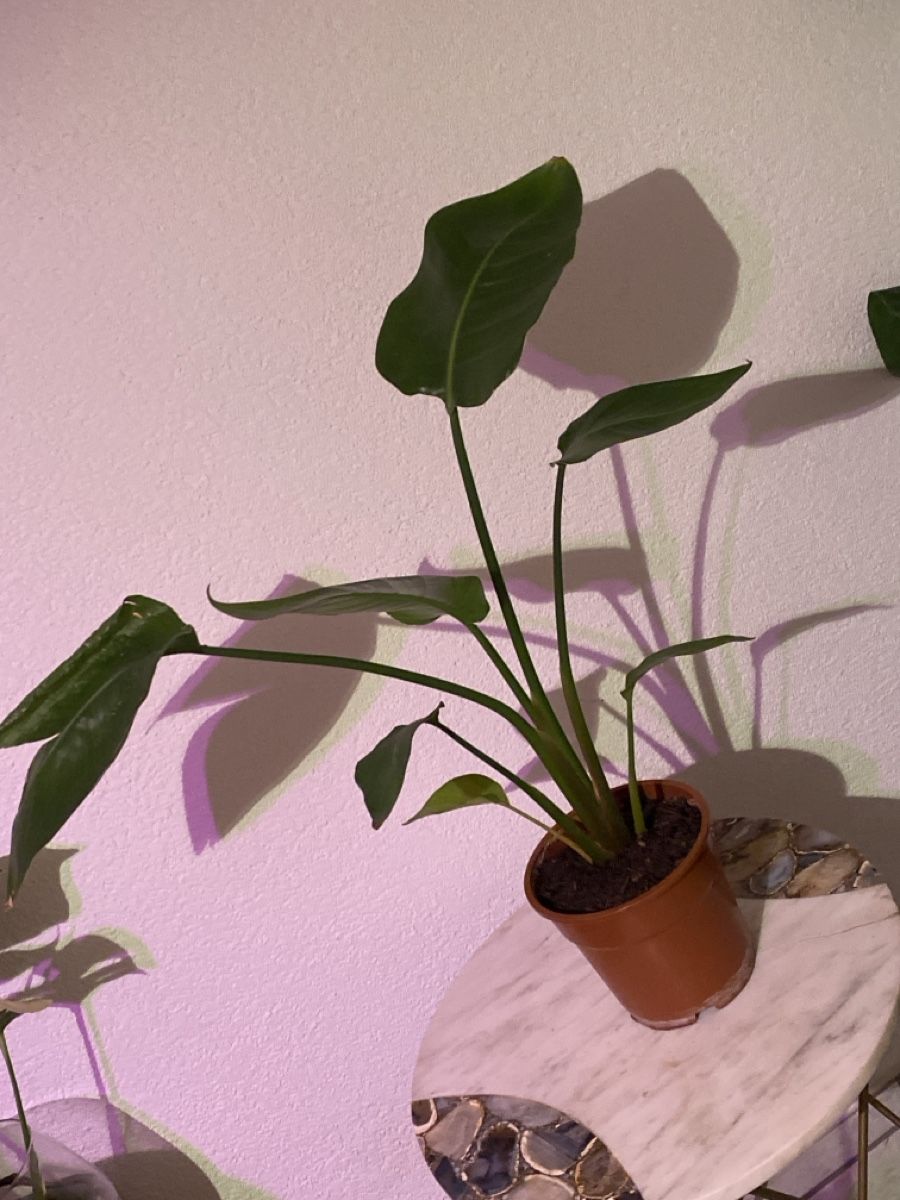 Pflanzen & Samen: 🌿 Strelitzie – Neu (gemäss Beschreibung) aus Altdorf UR von nemio.shop 1
