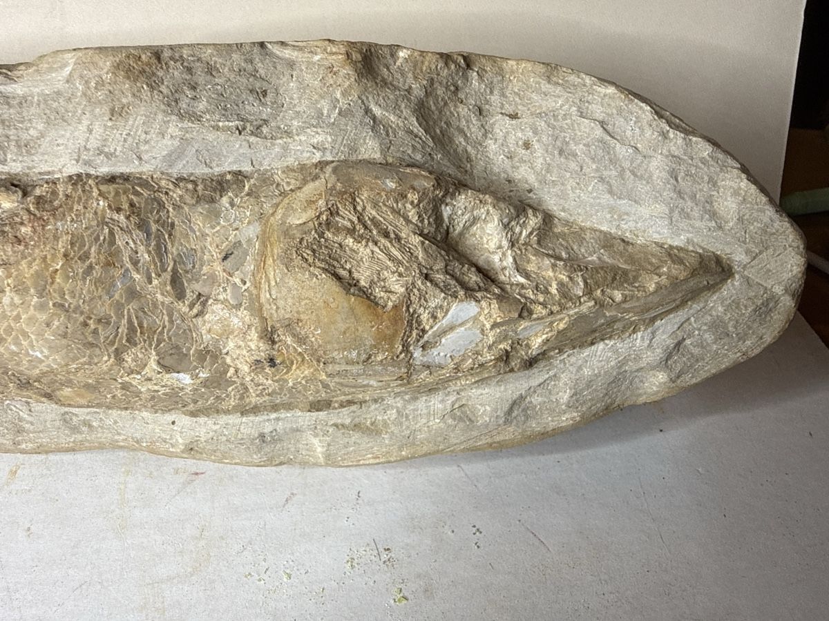 Ce fossile exceptionnel d’un Vinctifer comptoni poisson (Gebraucht) in ...