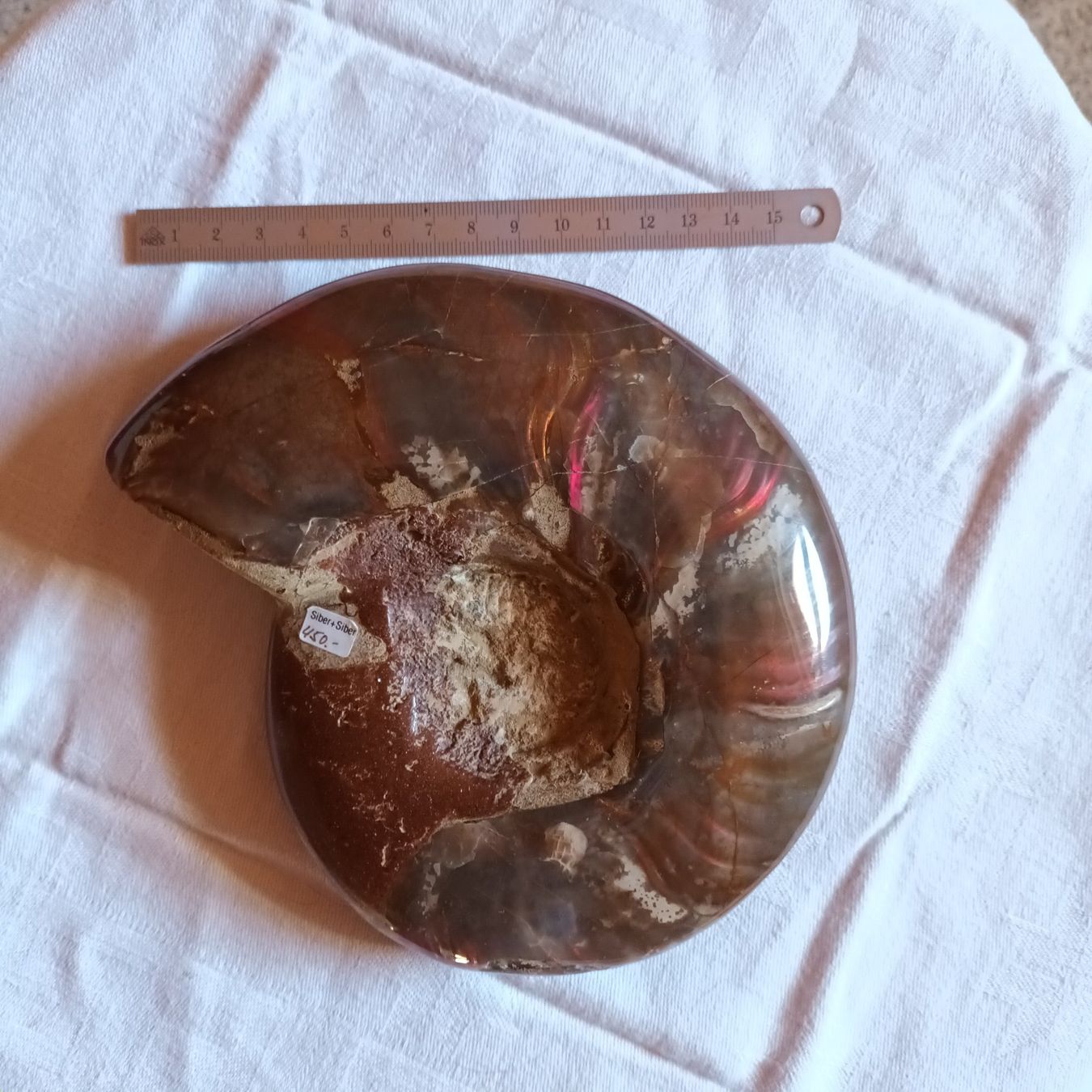 Fossili: Ammonit Fossil – Usato da Bäretswil venduto da ricoric 5