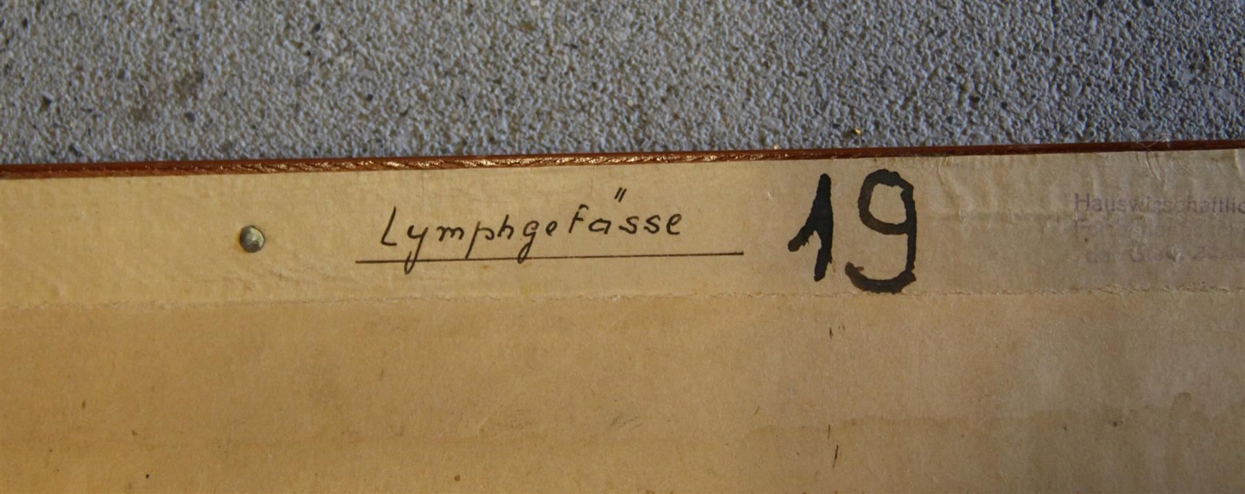 Foto & Immagini: Schulwandbild "Lymphgefässe" 200x91 cm – Usato da Birrwil venduto da brandschatz_birrwil 6